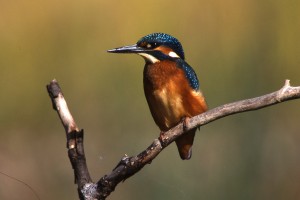 kingfisher overview
