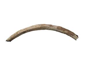 This is the tusk of a mammoth, which roamed this area during the last Ice Age, until c.12,000 years ago. Image courtesy of The Higgins Art Gallery and Museum, Bedford 
