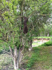 A swarm in willington woods (2)