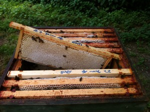 Capped honey ready for extraction (2)