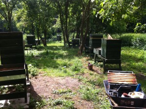 The apiary in willington woods (2)